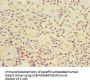 CALR3 Antibody
