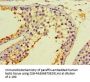 CALR3 Antibody