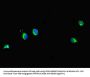 PRMT6 Antibody