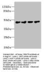 PRMT6 Antibody
