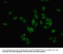 PRMT6 Antibody