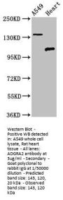 ADGRA2 Antibody