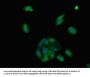 ADGRA2 Antibody
