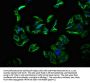 TECTB Antibody