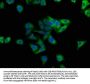 SYNGAP1 Antibody