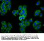 MAGI1 Antibody