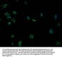 OR2A7 Antibody