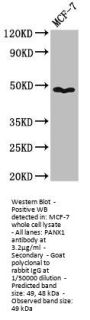 PANX1 Antibody