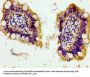 PANX1 Antibody