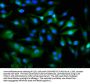 PANX1 Antibody
