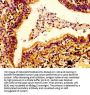 ERGIC2 Antibody