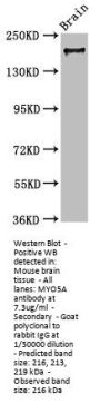 MYO5A Antibody