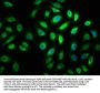 MYO5A Antibody