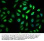 MYO5A Antibody