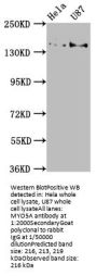 MYO5A Antibody