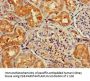 NPY6R Antibody