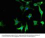 NPY6R Antibody