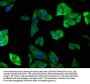 PAFAH2 Antibody