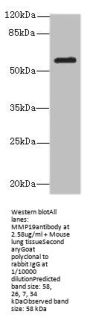 MMP19 Antibody