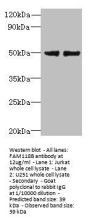 FAM118B Antibody