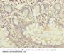 FAM118B Antibody