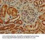 PIK3R4 Antibody