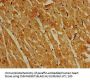 PIK3R4 Antibody