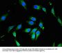 PIK3R4 Antibody