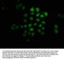 FEV Antibody