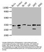 TSNAX Antibody
