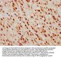 TSNAX Antibody