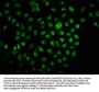 TSNAX Antibody