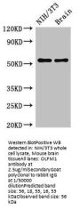 OLFM1 Antibody