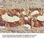 OLFM1 Antibody