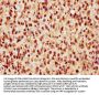 VGLL1 Antibody