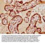 VGLL1 Antibody