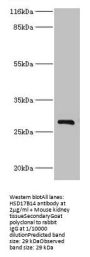 HSD17B14 Antibody