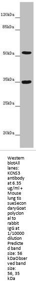 KCNS3 Antibody