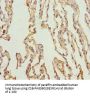 KCNS3 Antibody