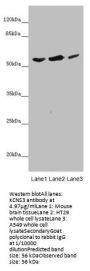 KCNS3 Antibody