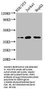 RNF2 Antibody
