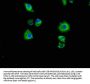P2RX7 Antibody