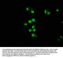 PRMT1 Antibody