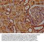 RASL11B Antibody