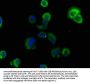 RASL11B Antibody