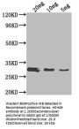 HSH49 Antibody