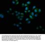 KRT12 Antibody