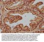 CPNE1 Antibody