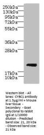 CYBC1 Antibody