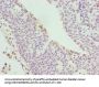 CYBC1 Antibody